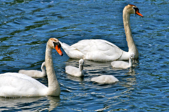 swans